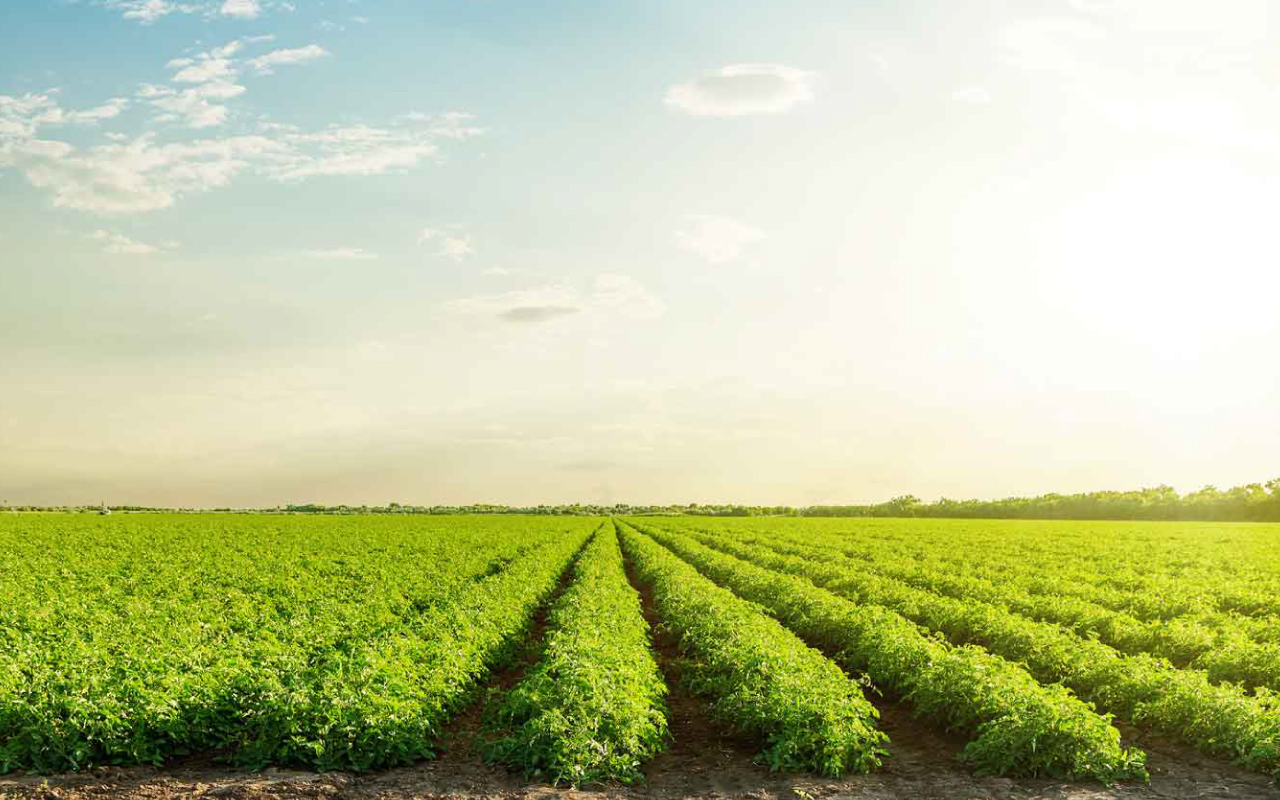 Fondo de frutas frescas